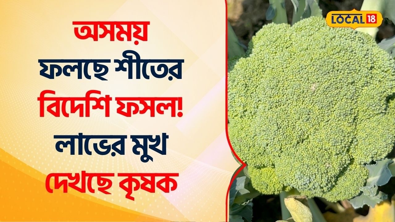 Bangla News | Sundarban এ অসময় ফলছে শীতের বিদেশি ফসল! লাভের মুখ দেখছে কৃষক | Agriculture #Local18