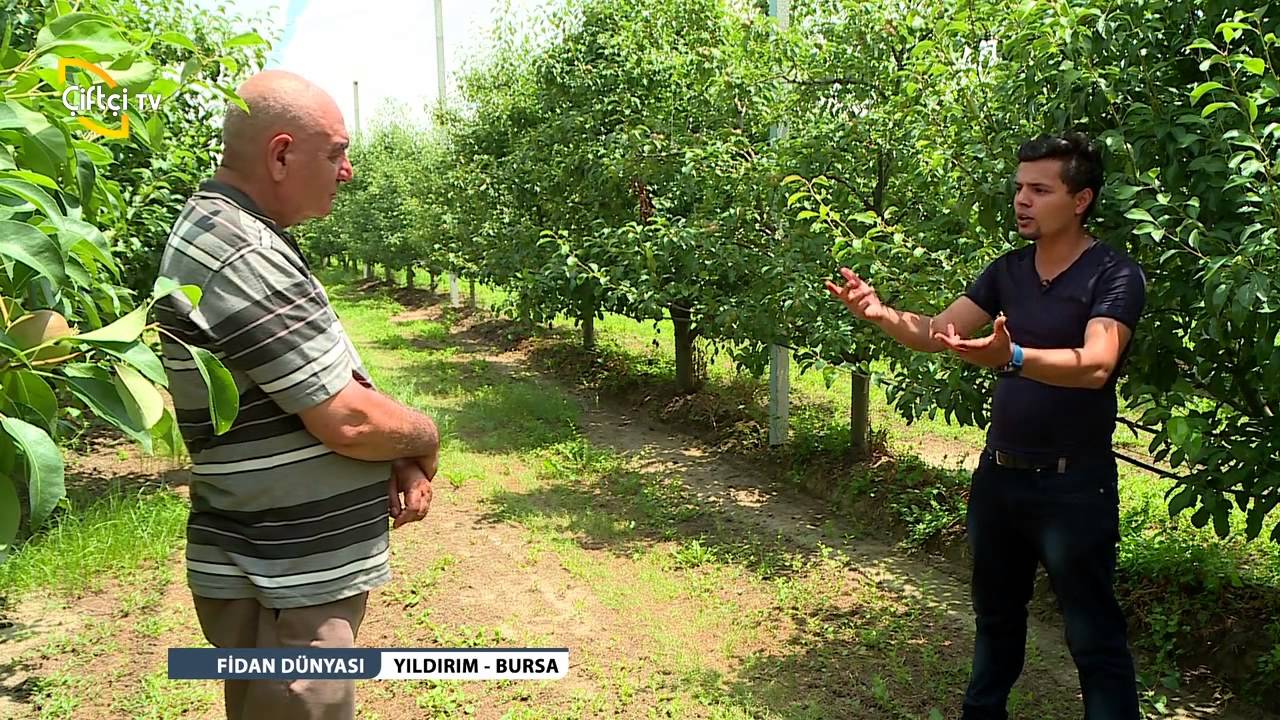 FİDAN DÜNYASI - ARMUT YETİŞTİRİCİLİĞİ