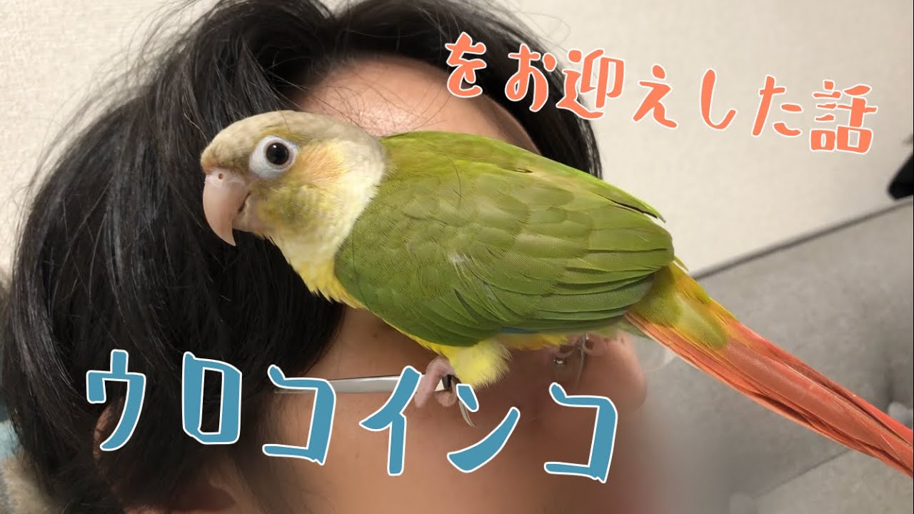 ウロコインコをお迎えした話【まるでワンコ】