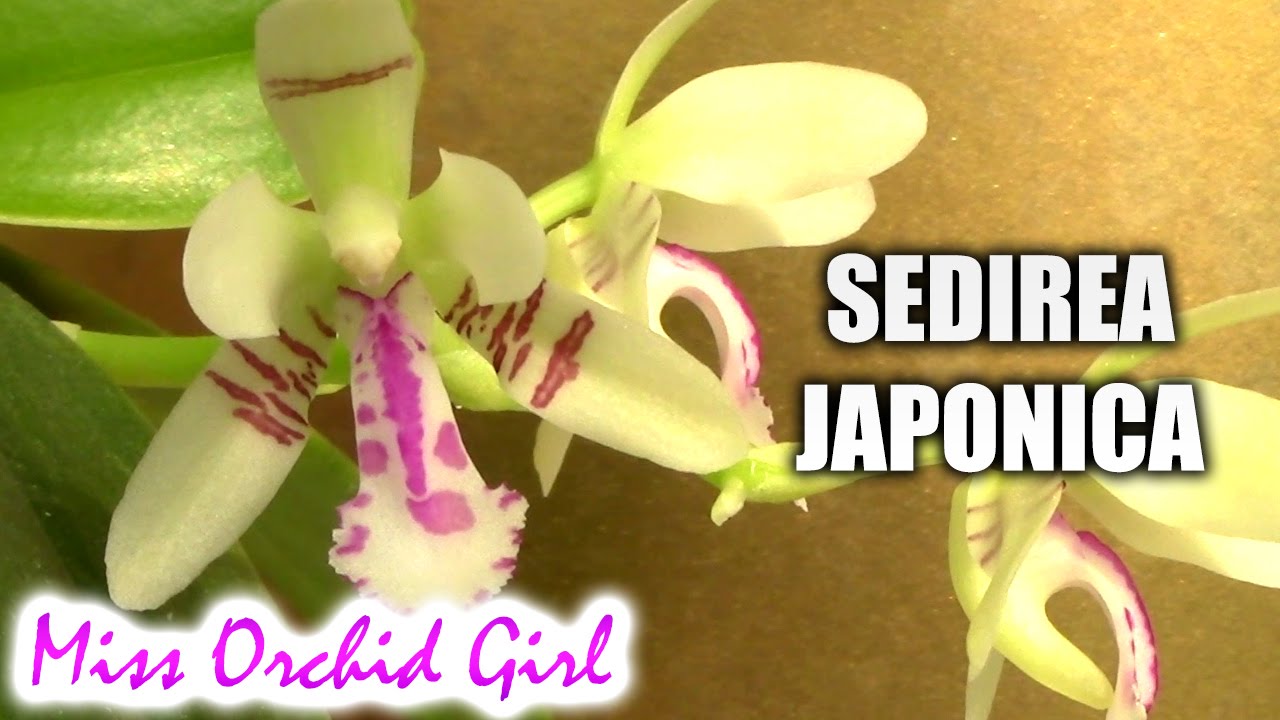 Sedirea japonica - My little orchid queen