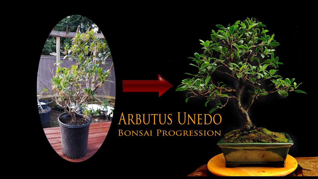 Arbutus Unedo  - Nursery Stock Strawberry Tree Bonsai 4yr Progression #bonsai