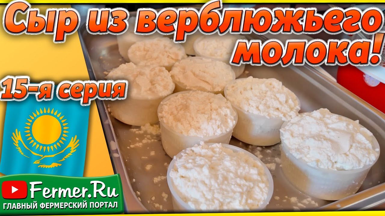 Верблюжий сыр! Делаем мягкий сыр из верблюжьего молока! Часть 1-я. Особенности верблюжьего молока.