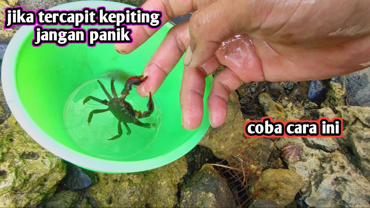 JIKA DICAPIT KEPITING ⁉️ COBA CARA INI.. LANGSUNG LEPAS