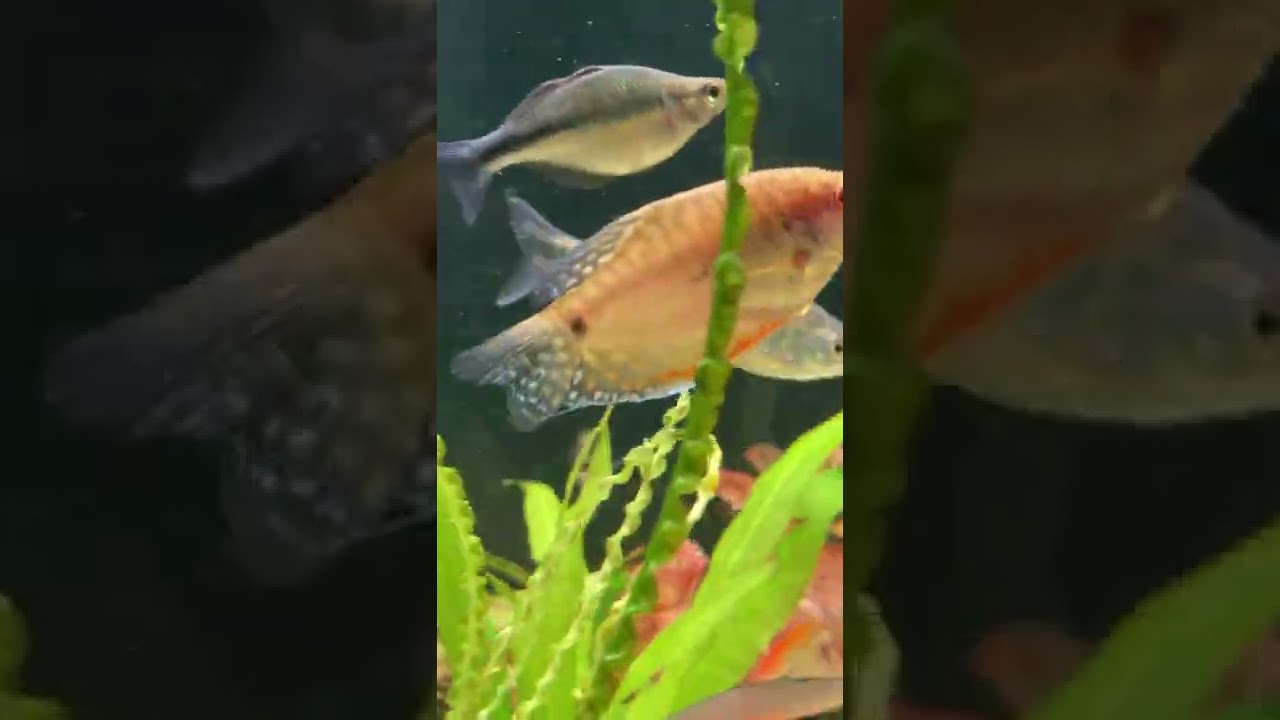 Giant Danio