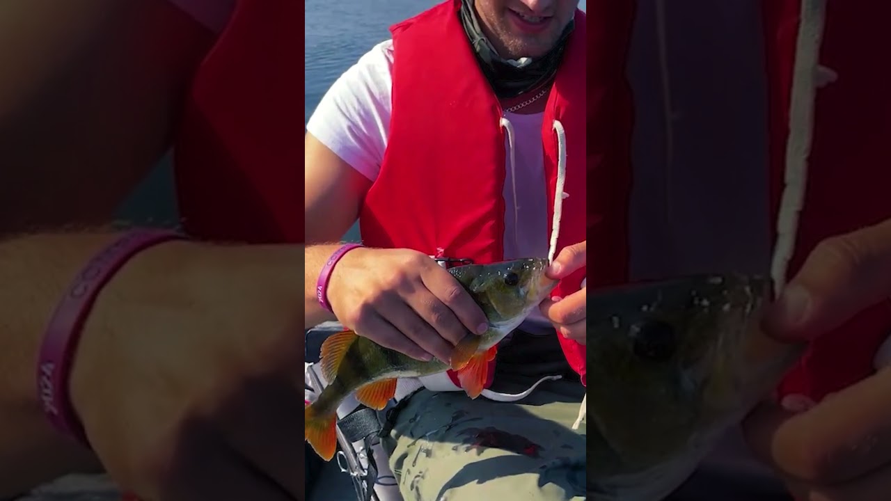Didelių E&Scaron;ERIŲ žvejyba! #fishing #perch #zvejyba #e&scaron;erys #žvejyba