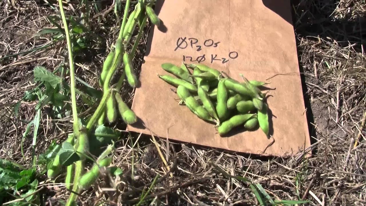 Potassium Deficiency in Soybean