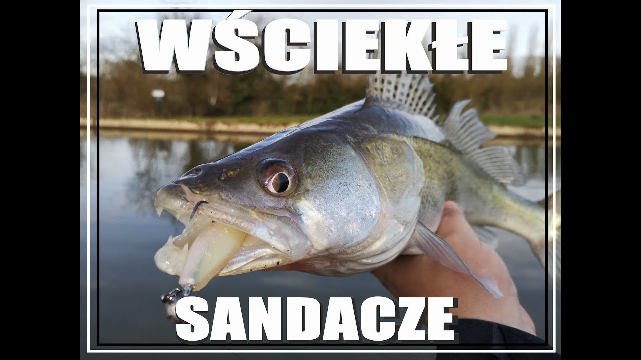 Jak łowimy sandacze na kanałach