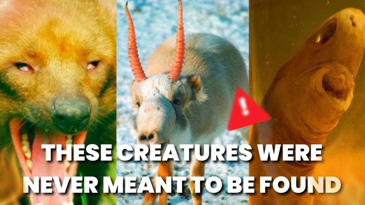 5 Newly Discovered Animals That Shocked Scientists