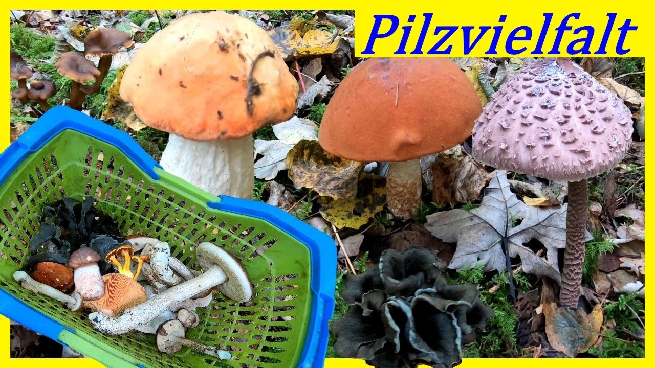 Große Speisepilzvielfalt mit gut gefülltem Korb - Marone, Rotkappe, Parasol und viele Birkenpilze