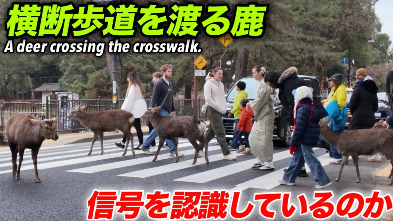 横断歩道を渡る鹿　信号を認識しているのか
