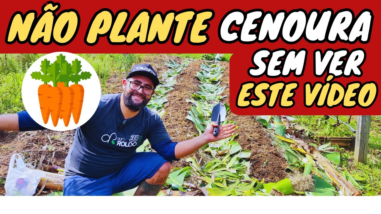 ✅ PLANTAR CENOURA *Atualizado
