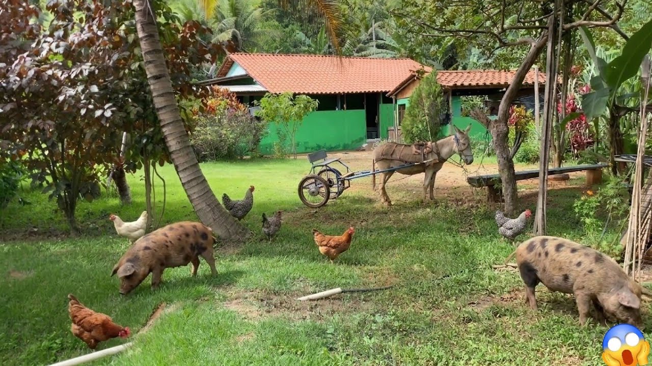 Um Verdadeiro Paraíso na Roça | Animais, Plantações e Muita Paz