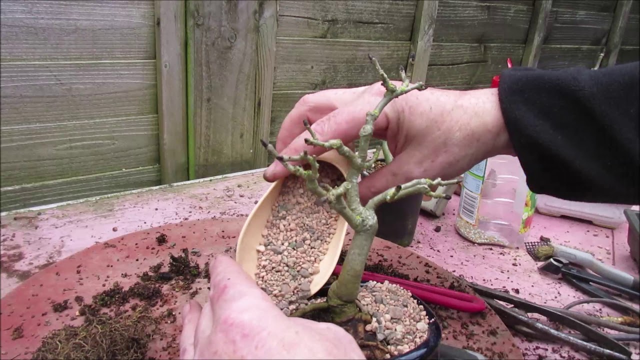 Ash As Small Or Medium Bonsai Update March 2019