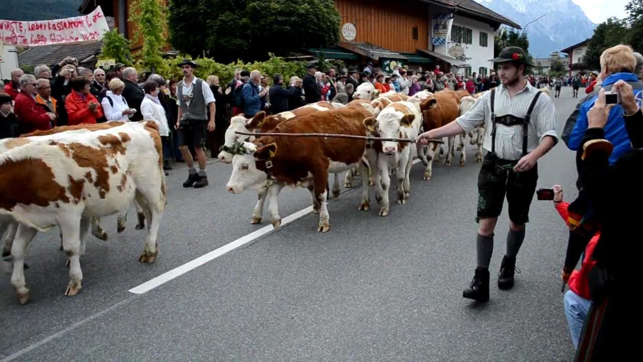 Almabtrieb - Kr&uuml;n Sept 15th, 2012   cow parade...