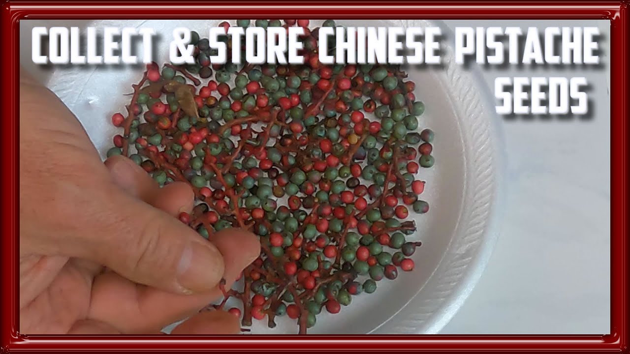 How to Collect and Store Chinese Pistache Seeds