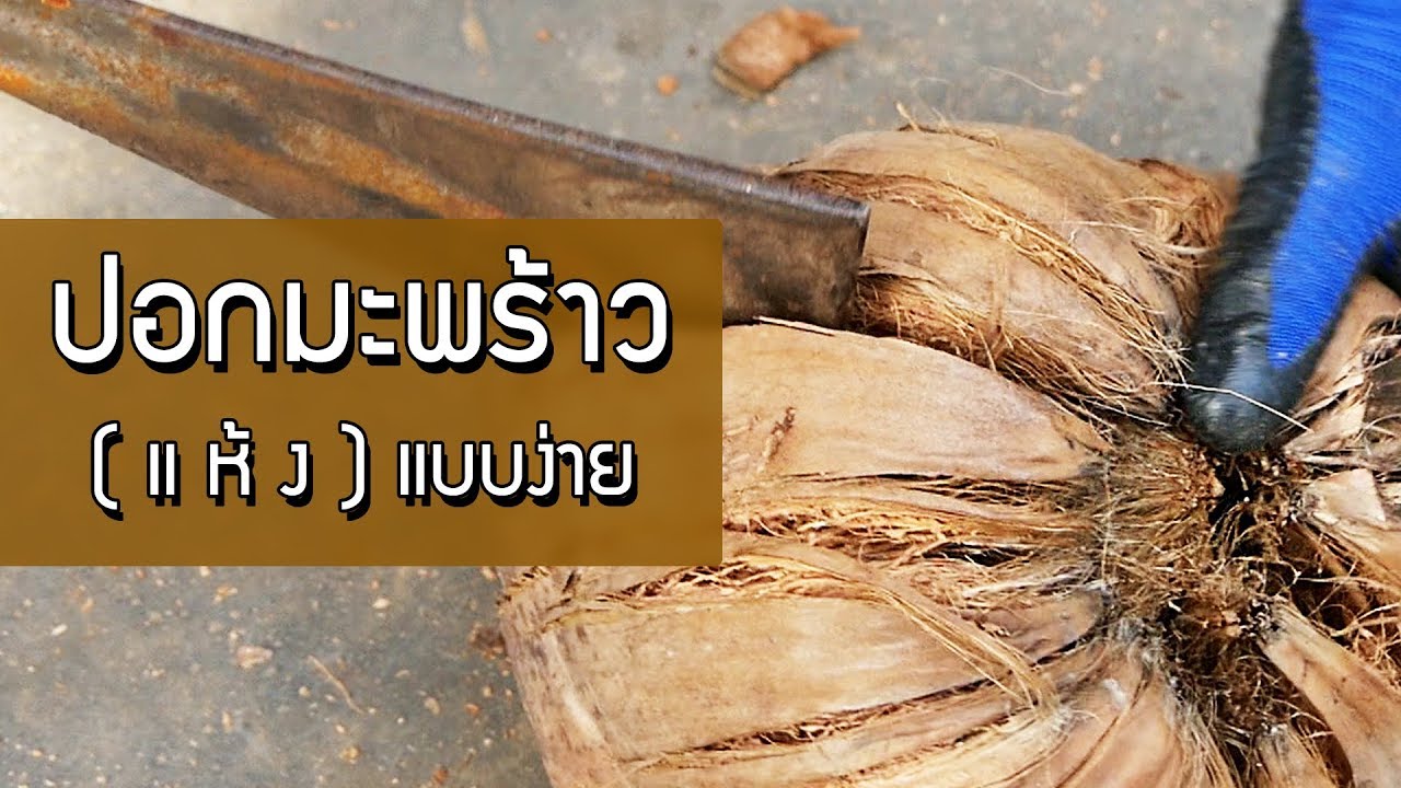 วิธีปอกมะพร้าวแห้ง มะพร้าวแก่ แบบมือโปร ถูกต้องตามวิธี
