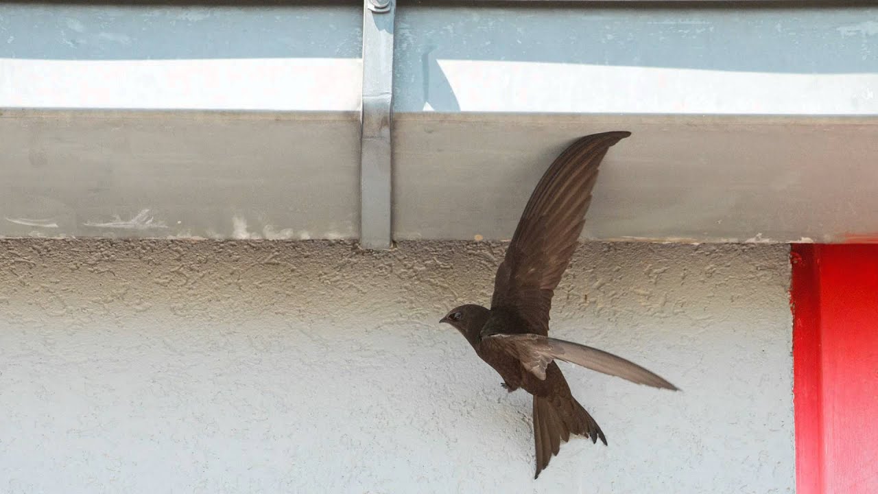 Mauersegler (Apus apus)