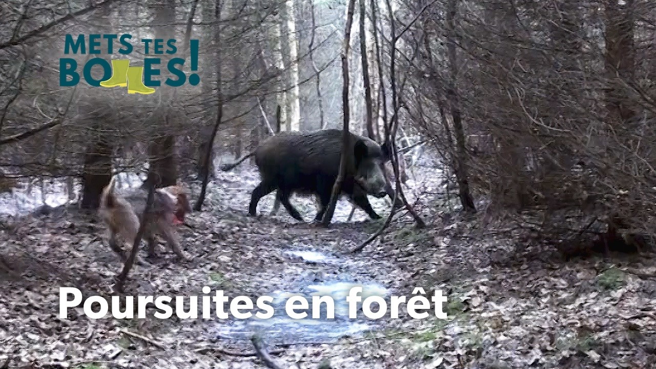 Chasse au sanglier : Immersion au c&oelig;ur de la traque