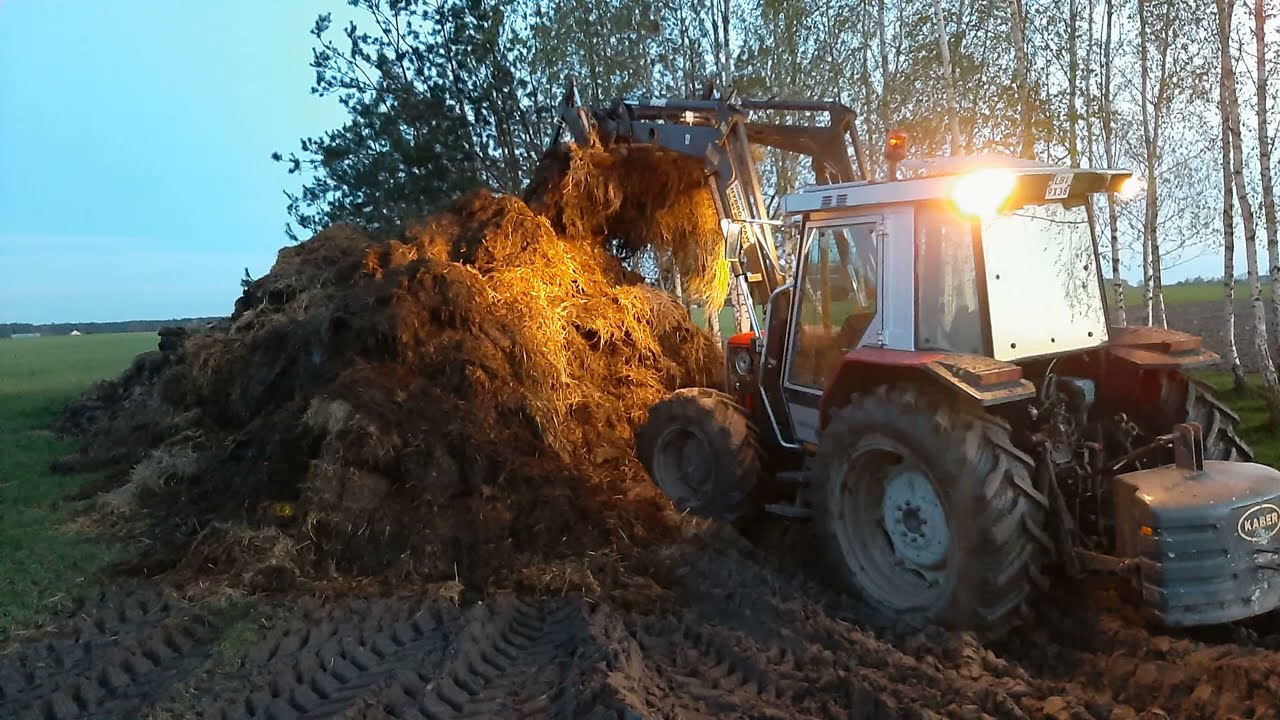 #229 Odrobaczanie i wywóz obornika MF 3050 9 maja 2021