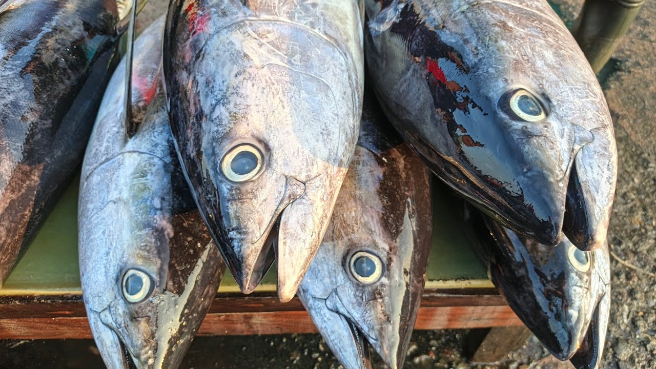 This young man's skilled hands cut fresh skipjack tuna