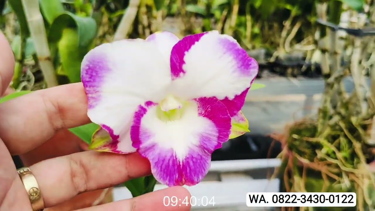 Murah Anggrek Dendro Bulat Kriting Bangkok Splash Koleksi Sultan Rimbun Ekonomis Hiasan Lebaran