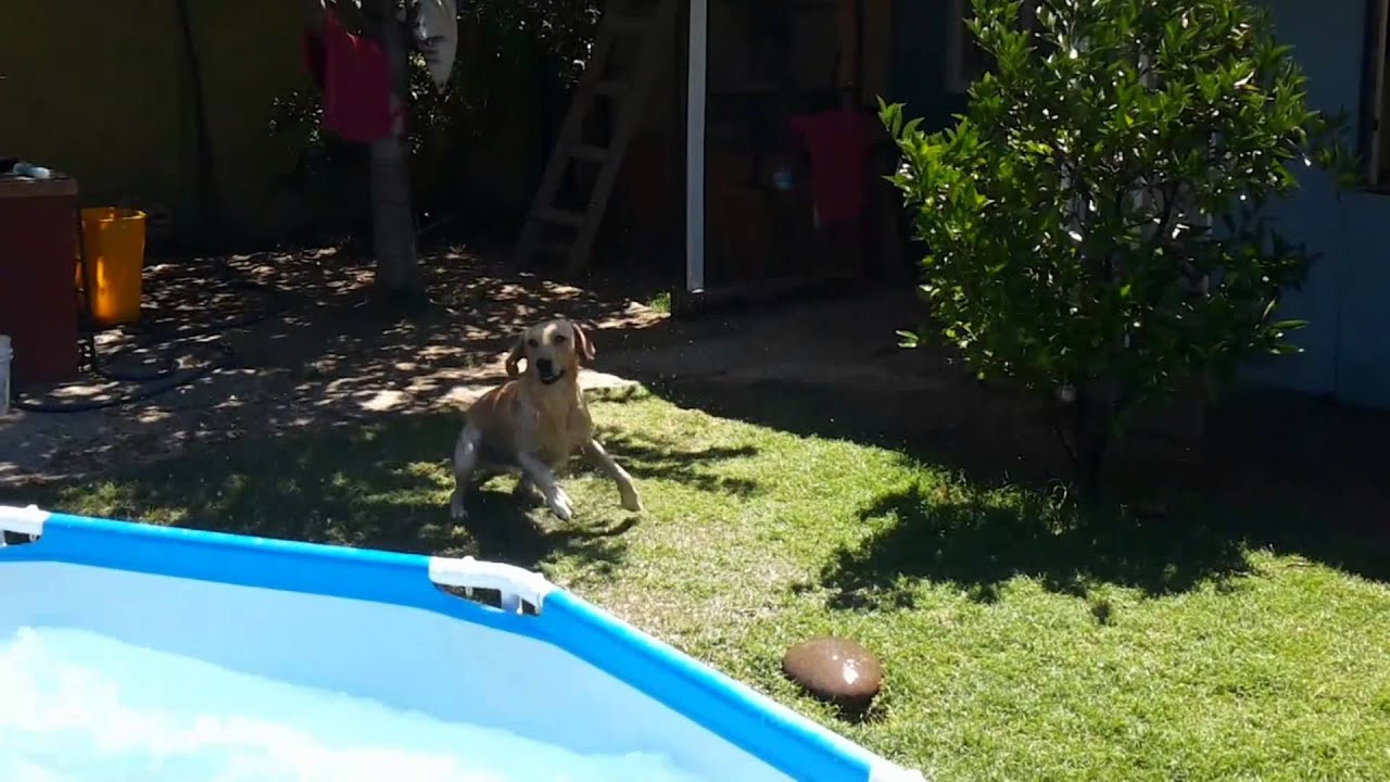 Dogs Who Love Water