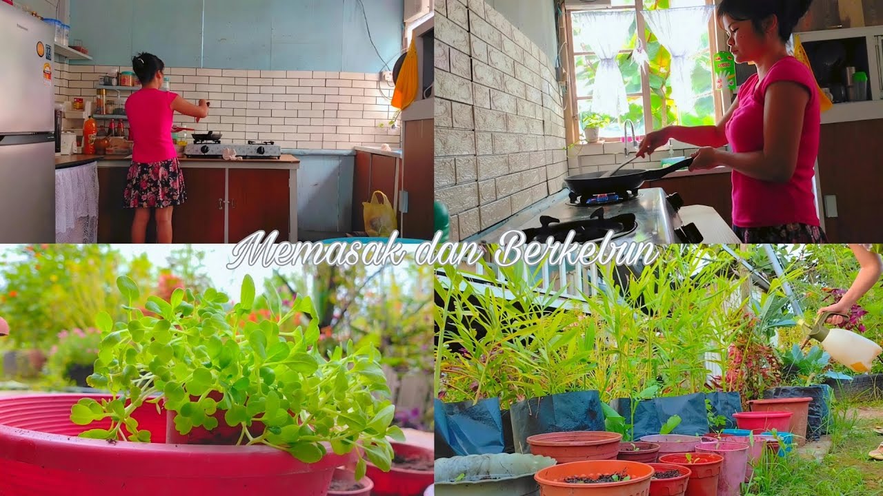 Hari yang tenang 🏡Masak tengah hari 🪴Pindah Tanam pokcoy di kebun kecil🥰🌱