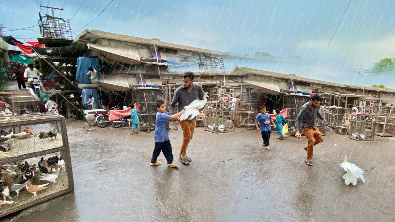 Parindy Leny Gae Or Taiz Barish Agae⛈️