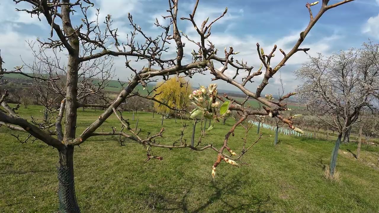 🌳🍐 Rez hrušňová v roce 2025: Jak na rzivost hrušně a ochrana proti chorobě! 🛡️Radkův sad