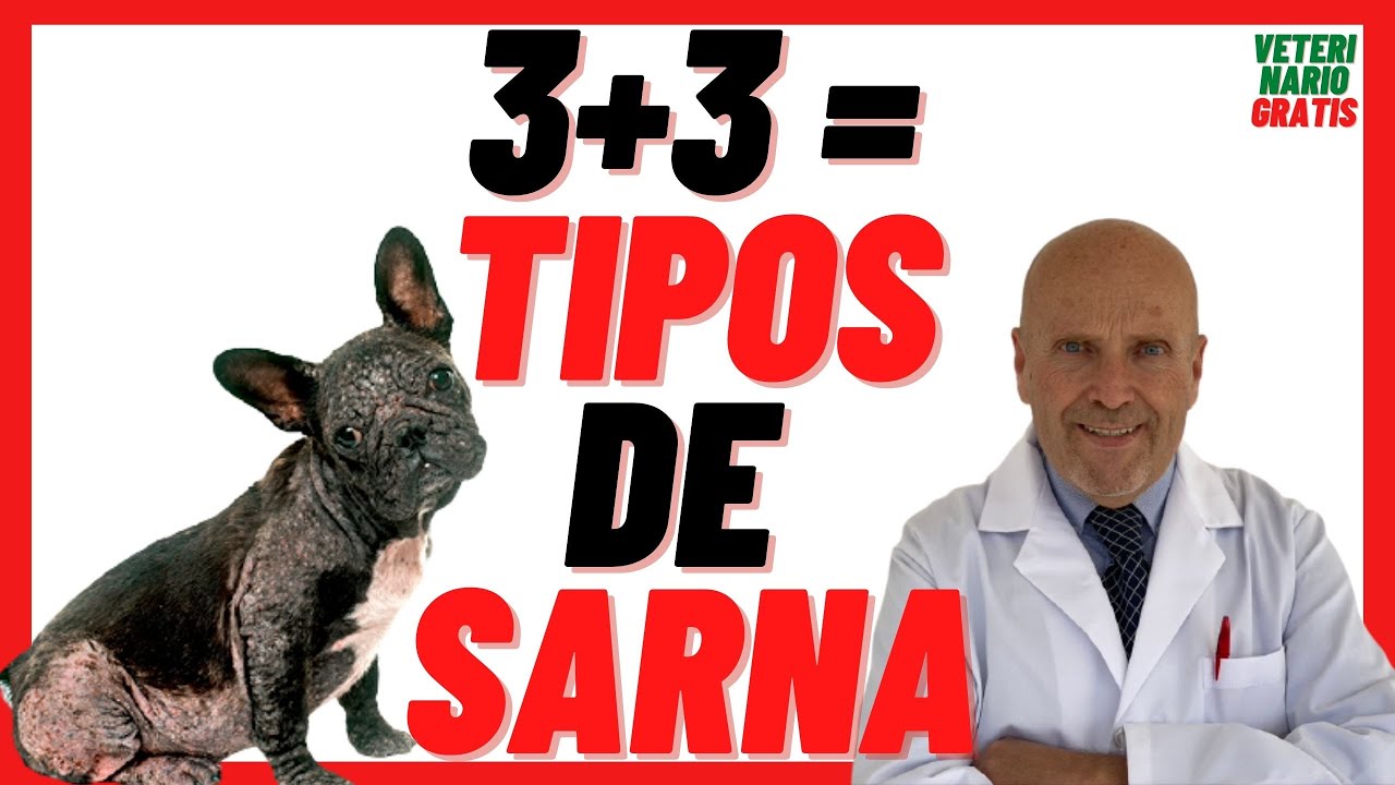 Te explico los  🔴 3 + 3 TIPOS DE SARNA en Perros 🔴 Ácaros en PERROS 🔴 Síntomas y Tratamiento