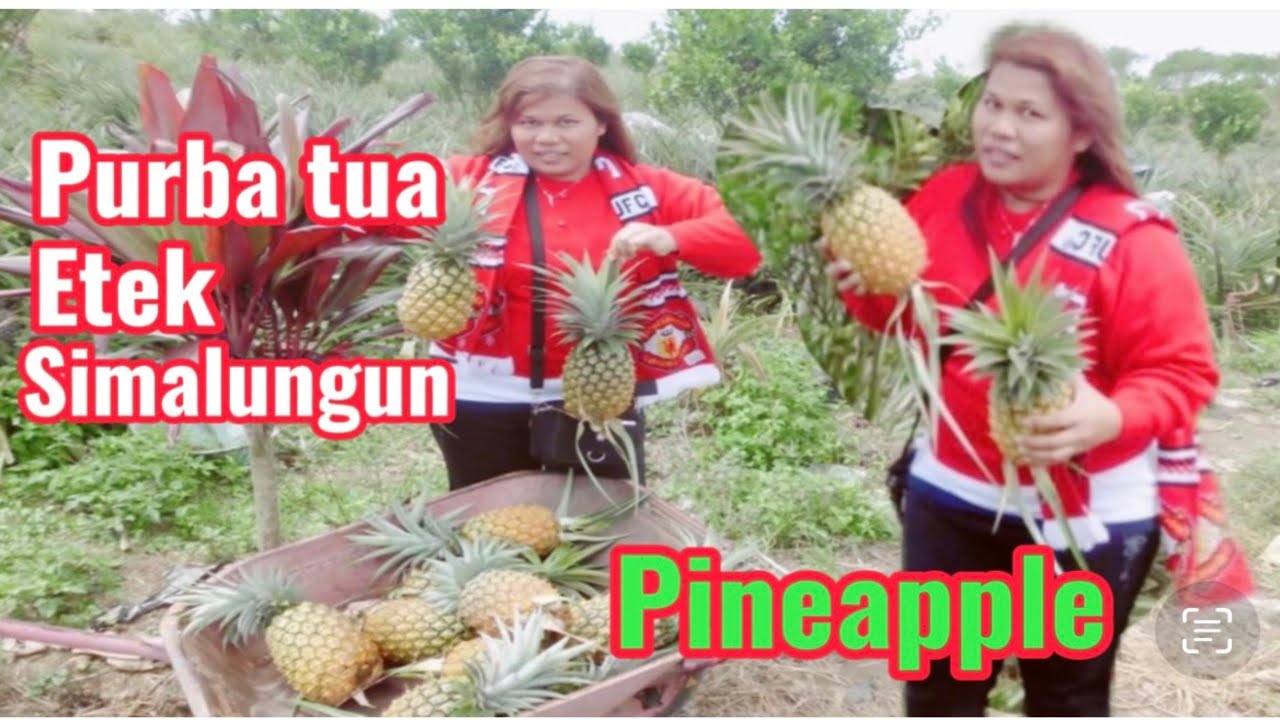 Pineapples In  Purba Tua Etek - Simalungun  @indosingchannel.