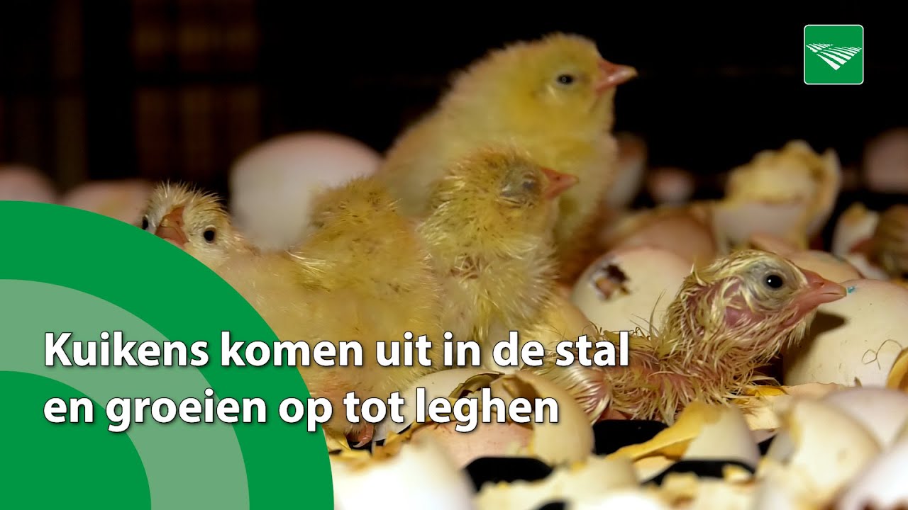 Kuikens van witte leghennen komen uit het ei in de opfokstal