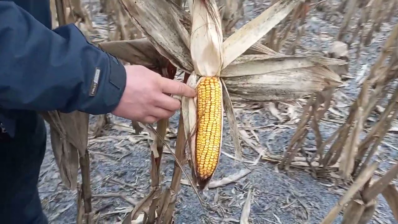 вилягання кукурудзи
