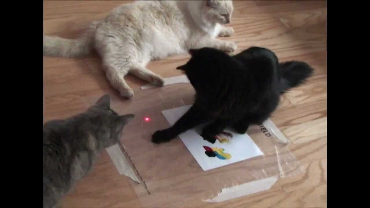 How To Teach A Cat To Paint