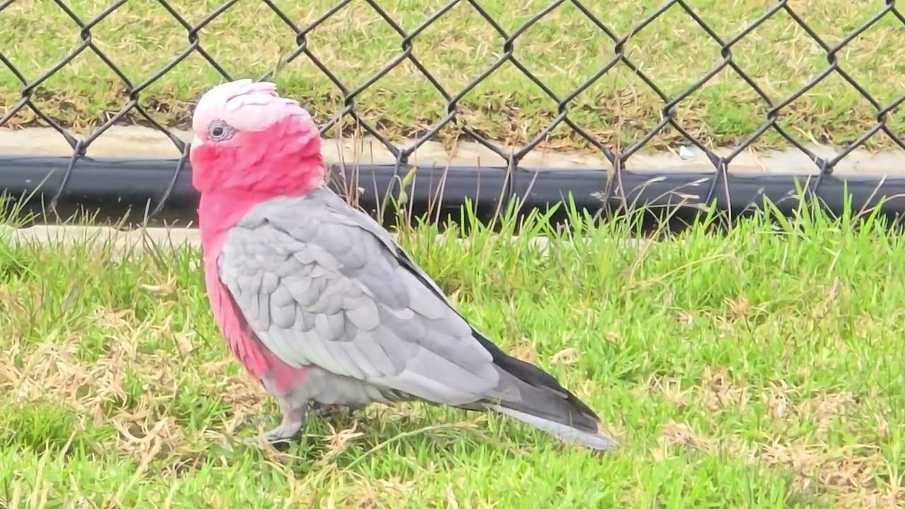 Pink cockatoo Bird 
