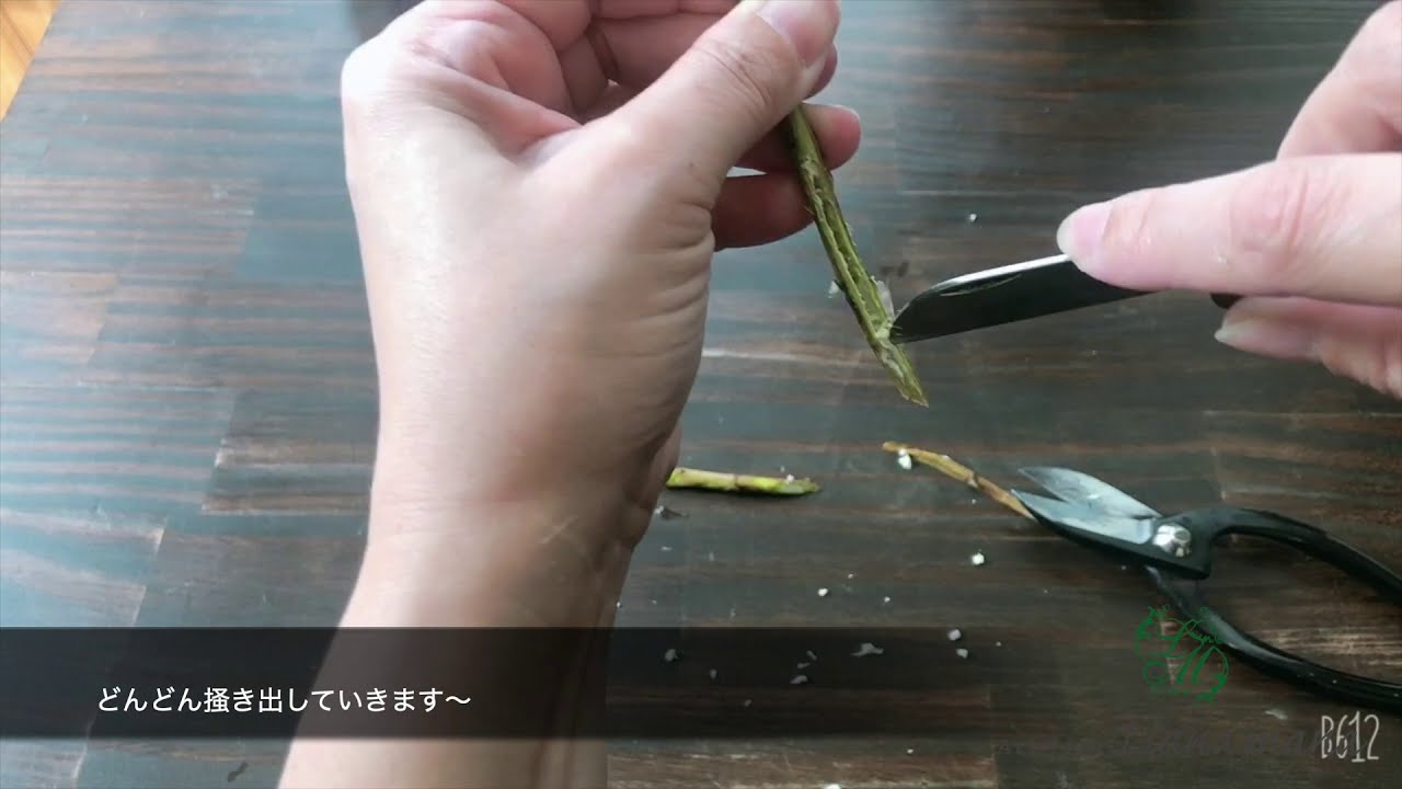 紫陽花の水揚げ方法〜お花の定期便6月号Vol.1〜【おうちフラワー#5】