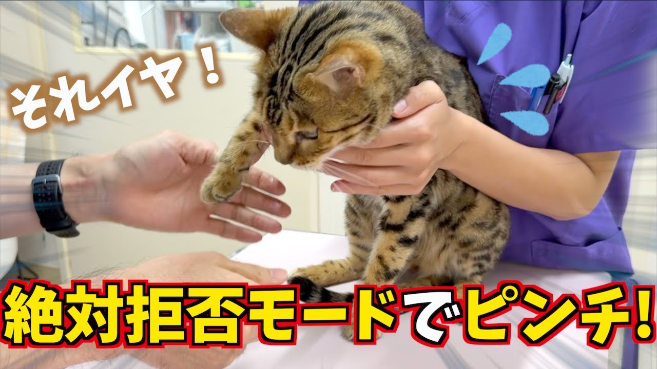 ドキドキ！ロゼの大暴れ注射
