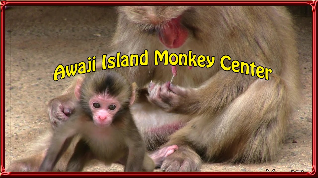 Baby monkeys 淡路島モンキーセンターの赤ちゃん猿◆かわいすぎるベイビー