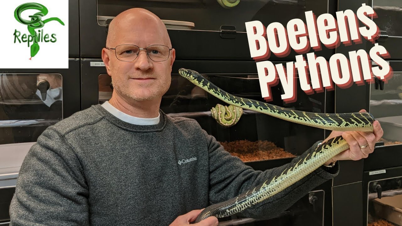 Почему беби-булены стоят тысячи долларов и откуда они на самом деле берутся?