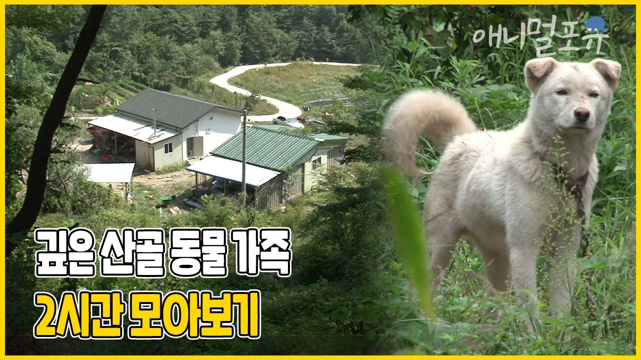 해발 600m 사람의 발길이 끊긴 산골, 아픈 엄마와 함께 사는 동물 가족 이야기가 펼쳐진다🌿 | 모정의 세월 | KBS 인간극장 2013 방송