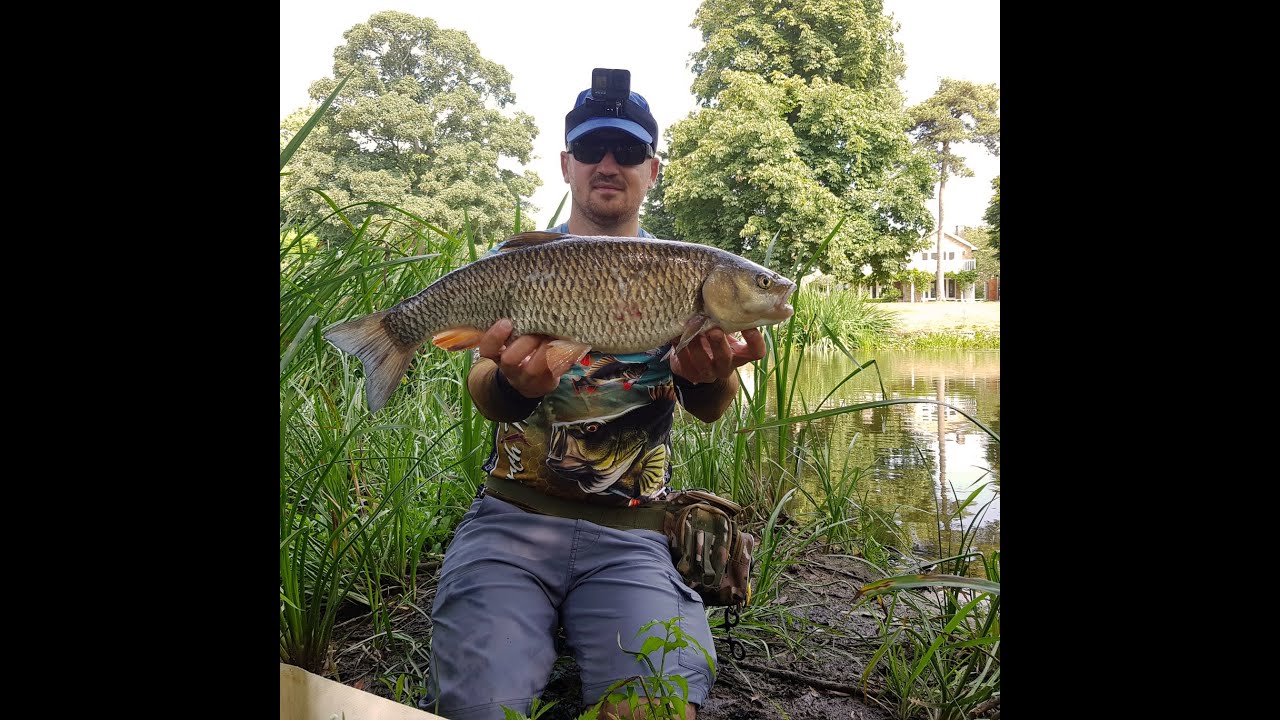 Clenii prinsi cu gaza la suprafata.  #Chub #River #Topwater