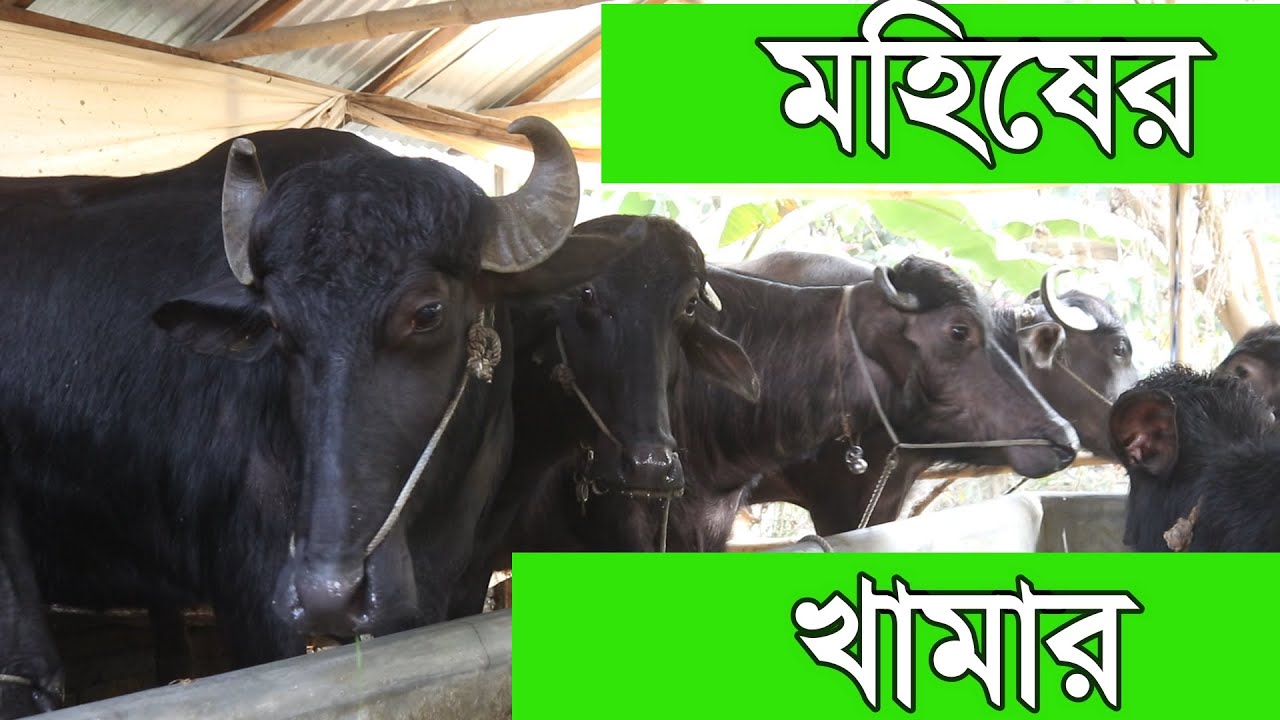 দুধের মহিষ সম্বন্ধে জানুন। আরও জানতে কল করুন 01725191452