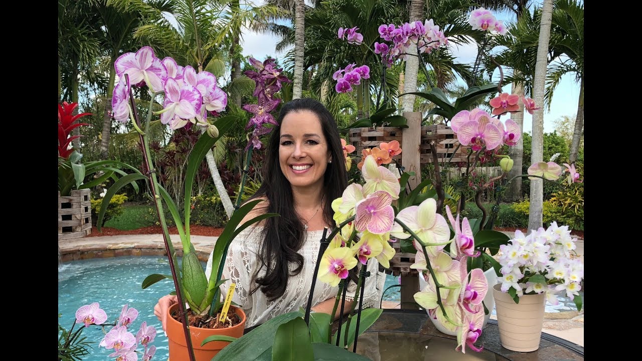 Orchid Haul, New Exotic Beallara (Bllra.) Marfitch 'Select', Orchid Diva, Orchid Care