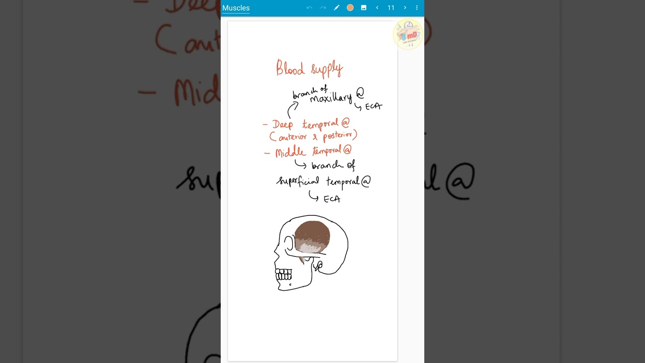 TEMPORALIS - Muscles of mastication - 