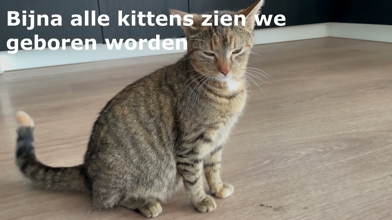 Storm Giving Birth to 6 Kittens. Onze Poes Storm gaat bevallen van 6 kittens