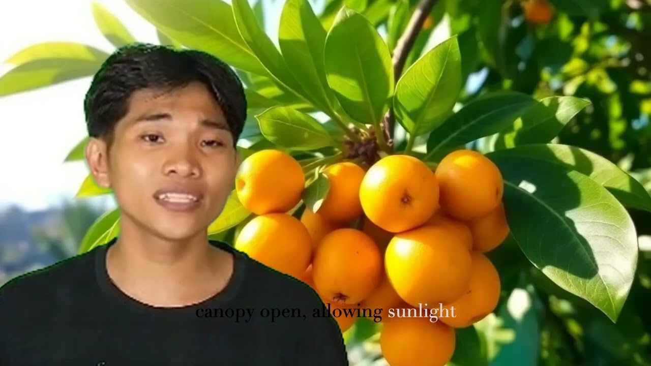 How I Grow Calamondin in the Philippines | Edilberto Santiago Jr. | Backyard Citrus Farming