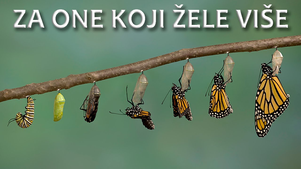 Za one koji žele više (Nebojša Đurić)