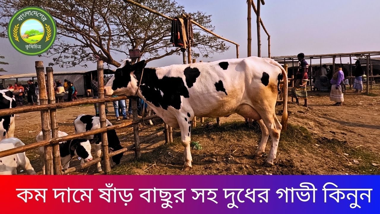 কম দামে ষাঁড় বাছুর সহ ক্রস জাতের গাভী কিনুন হযরত পুর হাট থেকে\ #বাংলাদেশেরকৃষিচিত্র #