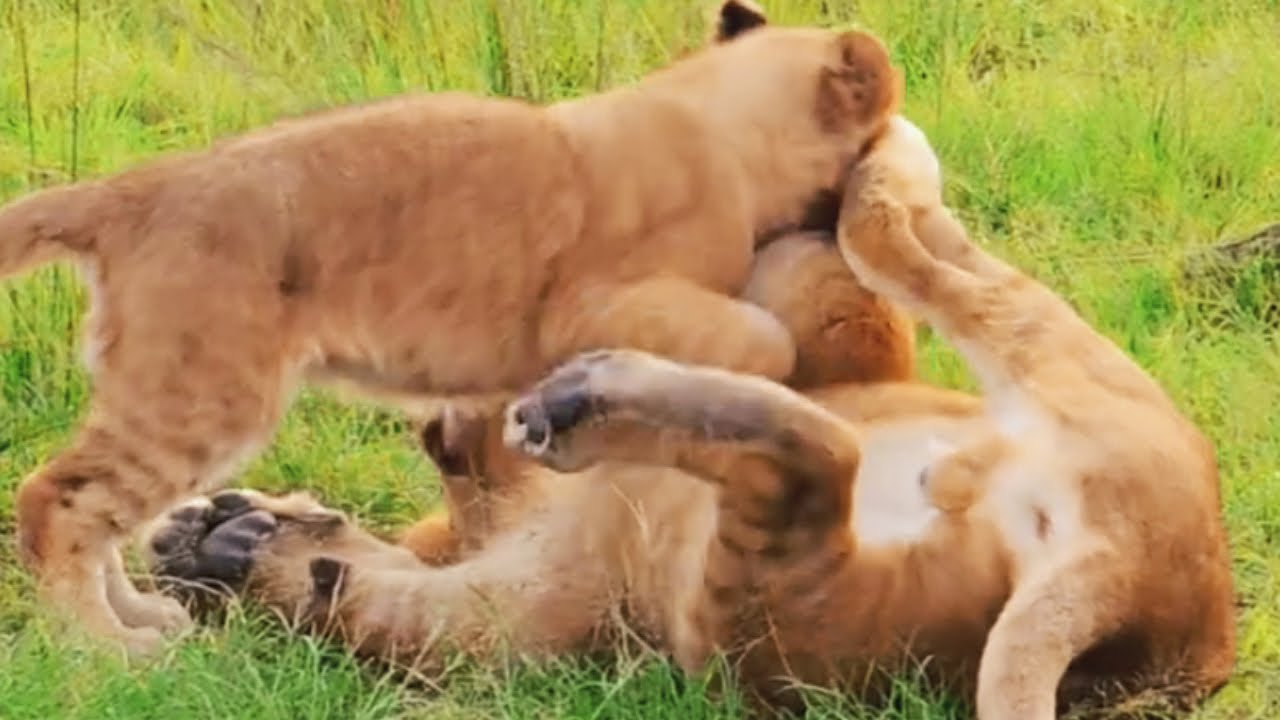 Adorable Cubs Playing | Legacy of Bilashaka Males | Masaimara | 14 December 2024