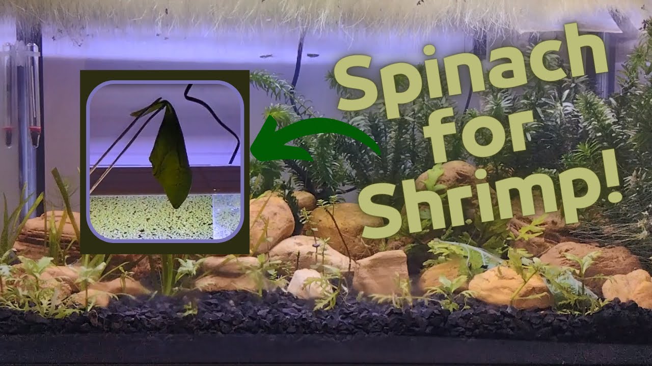 Planted Fish Tank &ndash; Spinach For Shrimp | Low Tech | NoCo2 | Fish and Shrimp